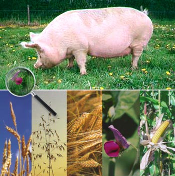 porc nourriture