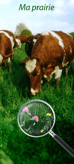 herbe