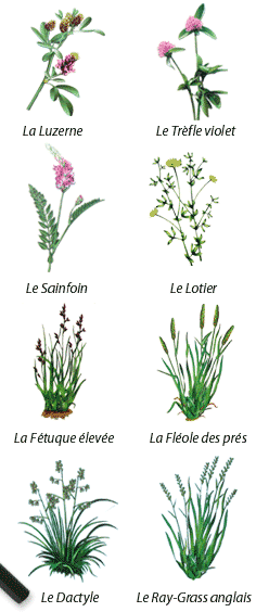 herbe
