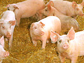 porc