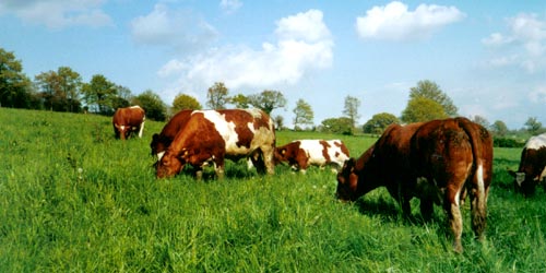 boeuf pr�s