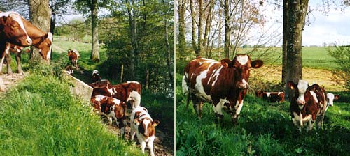 boeuf photo