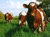 maine anjou