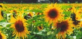 tournesol