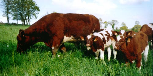 veau rouge des pr�s